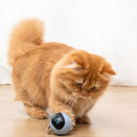 Interactive toy that keeps your cat active, curious, and entertained.